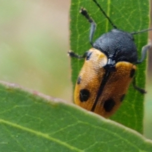 Cadmus (Cadmus) litigiosus at Lyneham, ACT - 17 Feb 2021