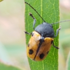 Cadmus (Cadmus) litigiosus at Lyneham, ACT - 17 Feb 2021