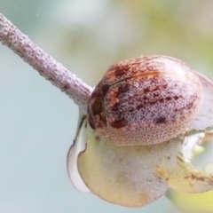 Paropsisterna m-fuscum (Eucalyptus Leaf Beetle) at Mitchell, ACT - 17 Feb 2021 by tpreston