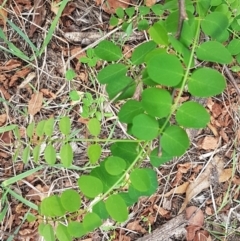 Robinia pseudoacacia (Black Locust) at Crace Grasslands - 17 Feb 2021 by trevorpreston