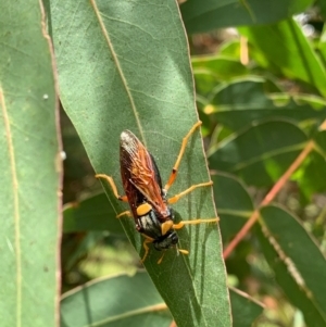 Perga sp. (genus) at Murrumbateman, NSW - 17 Feb 2021 01:24 PM