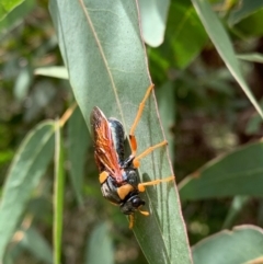 Perga sp. (genus) at Murrumbateman, NSW - 17 Feb 2021 01:24 PM