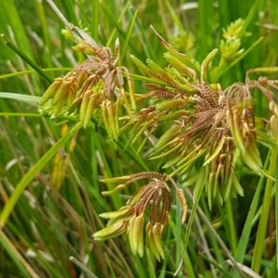 Cyperus eragrostis (Umbrella Sedge) at Crace Grasslands - 17 Feb 2021 by trevorpreston