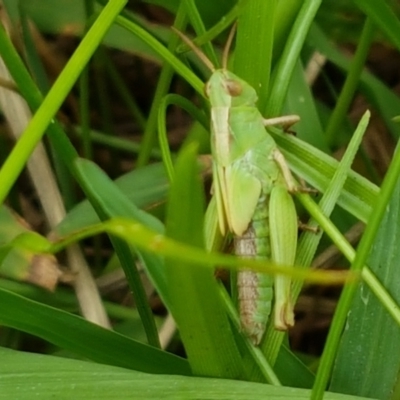 Caledia captiva (grasshopper) at Mitchell, ACT - 17 Feb 2021 by trevorpreston