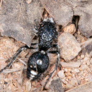 Bothriomutilla rugicollis at Cooleman Ridge - 17 Feb 2021