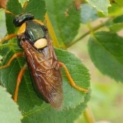 Perga dorsalis (Steel-blue sawfly, spitfire) at Crace Grasslands - 17 Feb 2021 by trevorpreston