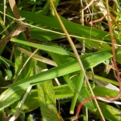 Acrida conica (Giant green slantface) at Lyneham, ACT - 17 Feb 2021 by trevorpreston