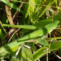 Acrida conica at Lyneham, ACT - 17 Feb 2021