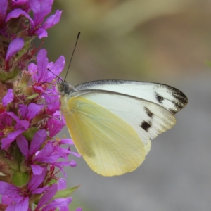 Appias paulina at Acton, ACT - 10 Feb 2021