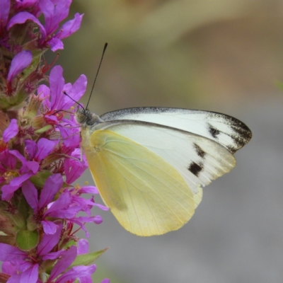 Appias paulina (Yellow albatross) at ANBG - 10 Feb 2021 by MatthewFrawley