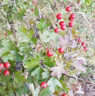 Crataegus monogyna (Hawthorn) at Crace Grasslands - 17 Feb 2021 by trevorpreston