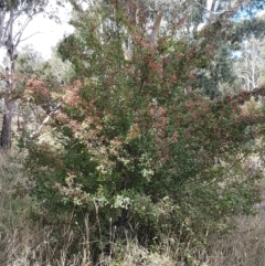 Crataegus monogyna at Mitchell, ACT - 17 Feb 2021