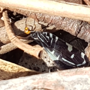 Porismus strigatus at Lyneham, ACT - 17 Feb 2021