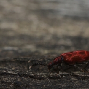 Lemodes coccinea at Paddys River, ACT - 7 Feb 2021