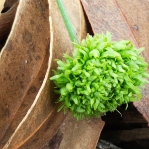 Hypochaeris radicata at Mitchell, ACT - 17 Feb 2021