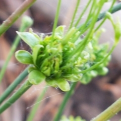 Hypochaeris radicata at Mitchell, ACT - 17 Feb 2021