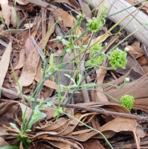 Hypochaeris radicata at Mitchell, ACT - 17 Feb 2021