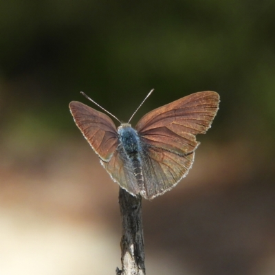 Erina hyacinthina (Varied Dusky-blue) at Downer, ACT - 10 Feb 2021 by MatthewFrawley