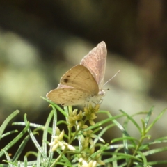 Erina hyacinthina at Downer, ACT - 10 Feb 2021