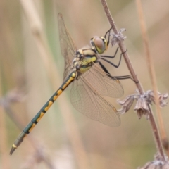 Hemicordulia tau at Chapman, ACT - 17 Feb 2021 03:07 PM