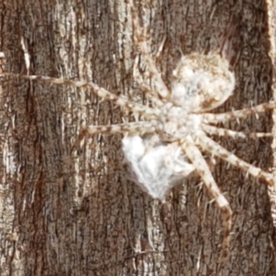 Tamopsis sp. (genus) (Two-tailed spider) at Mitchell, ACT - 17 Feb 2021 by tpreston