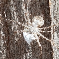 Tamopsis sp. (genus) at Mitchell, ACT - 17 Feb 2021