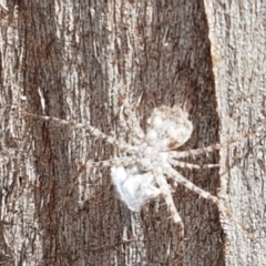 Tamopsis sp. (genus) at Mitchell, ACT - 17 Feb 2021