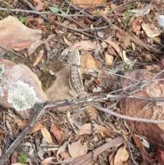 Pogona barbata (Eastern Bearded Dragon) at Downer, ACT - 8 Feb 2021 by LD12