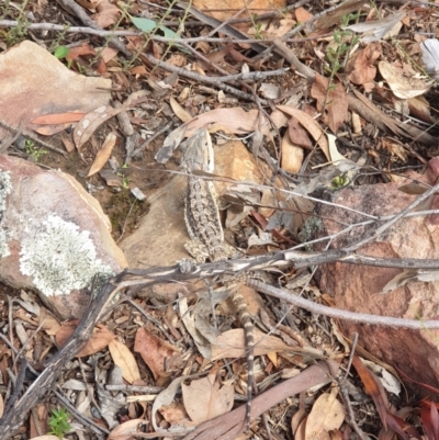 Pogona barbata (Eastern Bearded Dragon) at Downer, ACT - 8 Feb 2021 by LD12