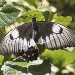 Papilio aegeus (Orchard Swallowtail, Large Citrus Butterfly) at Higgins, ACT - 15 Feb 2021 by AlisonMilton