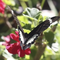 Papilio aegeus at Higgins, ACT - 15 Feb 2021