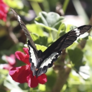 Papilio aegeus at Higgins, ACT - 15 Feb 2021 01:39 PM