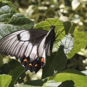 Papilio aegeus at Higgins, ACT - 15 Feb 2021