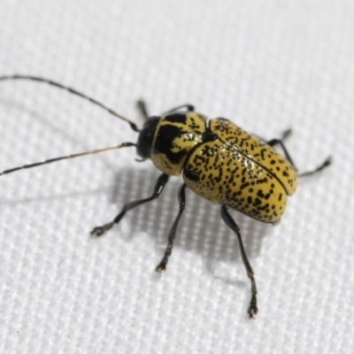 Aporocera (Aporocera) erosa (A leaf beetle) at Fyshwick, ACT - 10 Feb 2021 by AlisonMilton