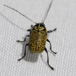 Aporocera (Aporocera) erosa at Fyshwick, ACT - 10 Feb 2021 03:18 PM