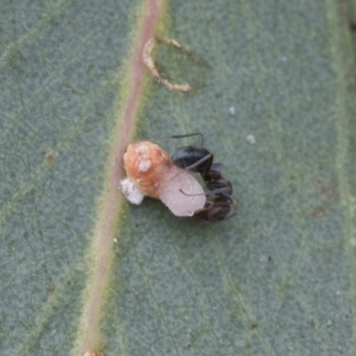 Psyllidae sp. (family) at Fyshwick, ACT - 10 Feb 2021 by AlisonMilton