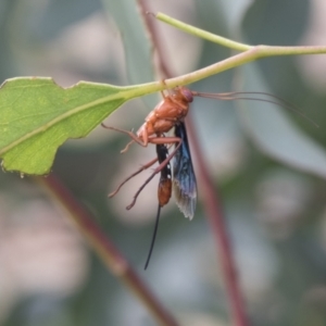 Lissopimpla excelsa at Fyshwick, ACT - 10 Feb 2021