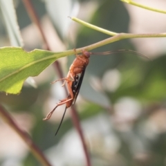 Lissopimpla excelsa at Fyshwick, ACT - 10 Feb 2021