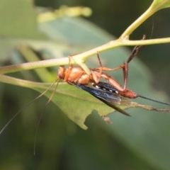 Lissopimpla excelsa at Fyshwick, ACT - 10 Feb 2021