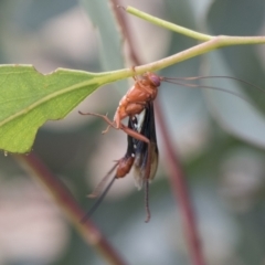 Lissopimpla excelsa at Fyshwick, ACT - 10 Feb 2021