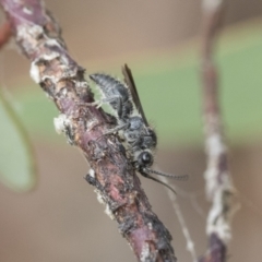 Mutillidae (family) (Unidentified Mutillid wasp or velvet ant) at Fyshwick, ACT - 10 Feb 2021 by AlisonMilton