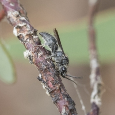 Mutillidae (family) (Unidentified Mutillid wasp or velvet ant) at Fyshwick, ACT - 10 Feb 2021 by AlisonMilton