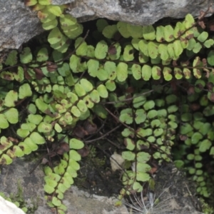 Asplenium trichomanes at Cooleman, NSW - 7 Feb 2021