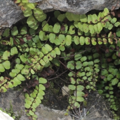 Asplenium trichomanes (Common Spleenwort) at Cooleman, NSW - 7 Feb 2021 by alex_watt