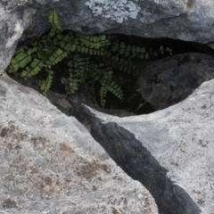 Asplenium trichomanes at Cooleman, NSW - 7 Feb 2021