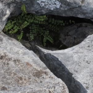 Asplenium trichomanes at Cooleman, NSW - 7 Feb 2021