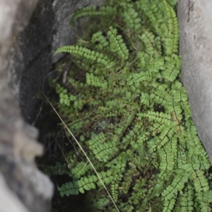 Asplenium trichomanes at Cooleman, NSW - 7 Feb 2021