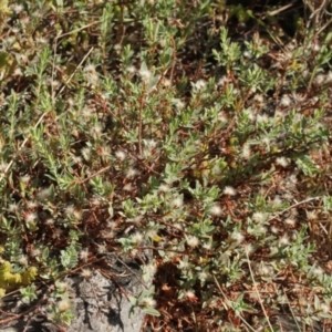 Pimelea linifolia at Cooleman, NSW - 7 Feb 2021