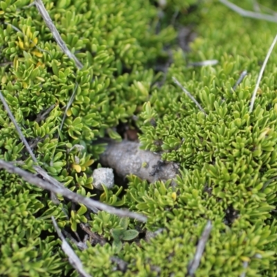 Unidentified Moss, Lichen, Liverwort, etc at Kosciuszko National Park - 7 Feb 2021 by alex_watt