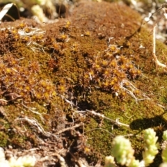 Polytrichum at Cooleman, NSW - 7 Feb 2021 by alexwatt
